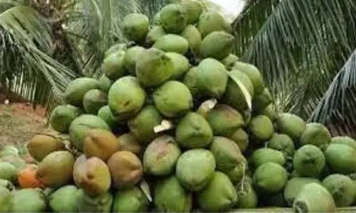 പച്ചത്തേങ്ങവില വീണ്ടും  കുതിക്കുന്നു; കിലോഗ്രാമിന് 73 രൂപ