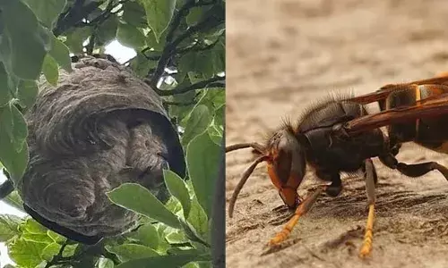 യുകെയില്‍ അനേകം കടന്നല്‍ കൂടുകള്‍! കൊലയാളി കടന്നലുകള്‍ കണ്ടെത്തിയത് ഇംഗ്ലീഷ് ചാനലിലെ ജഴ്‌സി ദ്വീപില്‍