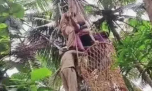 തെങ്ങില്‍ കയറുന്നതിനിടെ ഷോക്കേറ്റു; തലകീഴായി തൂങ്ങിക്കിടന്ന തൊഴിലാളിക്ക് രക്ഷരായി നാട്ടുകാരും ഫയർഫോഴ്സും; സംഭവം കോഴിക്കോട്