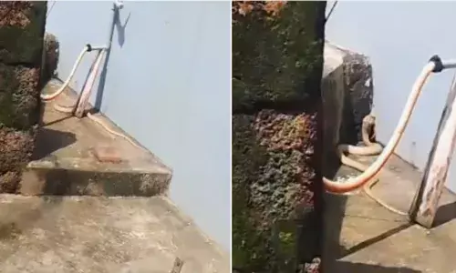 വീട്ടുമുറ്റത്ത് വിളിക്കാതെ എത്തിയ ഒരു അതിഥി; തവളയെ അകത്താക്കി പതുങ്ങിയിരുന്നു; ഒടുവിൽ അപൂർവയിനം ആ വെള്ള മൂർഖൻ ചെയ്തത്; വൈറലായി ദൃശ്യങ്ങൾ