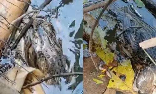 ക്ഷേത്രത്തിന്റെ പുഴക്കടവിൽ നിൽക്കാൻ പറ്റാത്ത അവസ്ഥ; ഭയങ്കര ദുർഗന്ധം; പരിശോധിച്ചപ്പോൾ കണ്ടത് ചത്ത താറാവുകൾ; പരിഹാരം കാണണമെന്ന് നാട്ടുകാർ