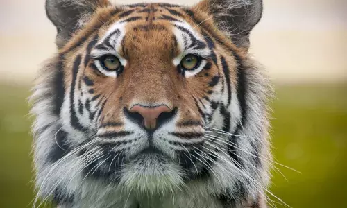 അറേബ്യൻ ലിയോപ്പാർഡ് ഇനത്തിൽ പെട്ടവരെ സംരക്ഷിക്കണം; ഗൾഫ് മേഖലയിൽ പുലികൾക്കായി മൊബൈൽ വെറ്ററിനറി ക്ലിനിക്കിന് തുടക്കമായി