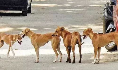 തെരുവുനായകള്‍ക്ക് പൊതുസ്ഥലങ്ങളില്‍ ഭക്ഷണം നല്‍കരുത്; നല്‍കിയാല്‍ 10,000 രൂപ വരെ പിഴ