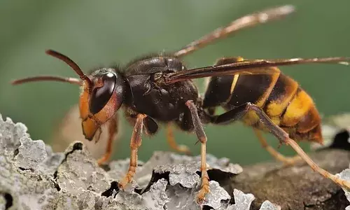 ചൈനയില്‍ കടന്നല്‍ക്കൂട്ടത്തിന്റെ ആക്രമണത്തില്‍ രണ്ട് കുട്ടികള്‍ മരിച്ചു; കടന്നലുകളെ വളര്‍ത്തിയ കര്‍ഷകനെതിരെ നരഹത്യക്ക് കേസ്