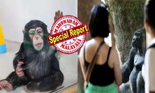 കുഞ്ഞുപിള്ളേരെ പോലെയിരുന്ന് പാൽ കുടിക്കും; ആളുകളെ കണ്ടാൽ ഇവൻ നാണം കുണുങ്ങും; പൂവിന്റെ ഇതളുകൾ കഴിക്കാൻ ഏറെ ഇഷ്ടം; പക്ഷെ അഡിക്ഷൻ മുഴുവൻ മറ്റൊന്നിൽ; ഇത് സന്ദർശകരുടെ കണ്ണിലുണ്ണിയായ ചിമ്പാൻസി കുട്ടന്റെ കഥ