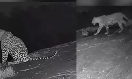 ജസ്റ്റ് ഒന്ന് നടന്നുവന്നു; കുറച്ച് നേരം പാറപ്പുറത്ത് ഇരുന്ന് റീലെക്സ് ചെയ്ത് വീണ്ടും നടത്തം; മണ്ണാർമലയിൽ പുലിയിറങ്ങിയ ദൃശ്യങ്ങൾ പുറത്ത്