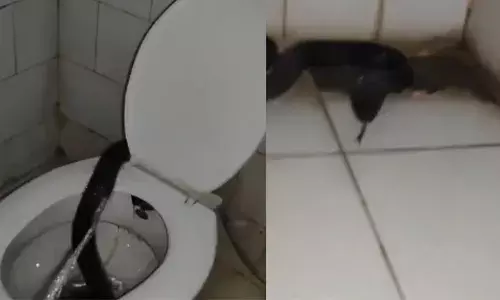 പുലർച്ചെ ശങ്ക തീർക്കാൻ ശുചിമുറിയിൽ കയറി; ആശുപത്രിയിലെ ഹോസ്റ്റലിലെ ക്ലോസറ്റിൽ കണ്ടത് മുട്ടനൊരു അതിഥിയെ; ആകെ പേടിച്ചുപോയ ഡോക്ടർ ചെയ്തത്; വൈറലായി വീഡിയോ