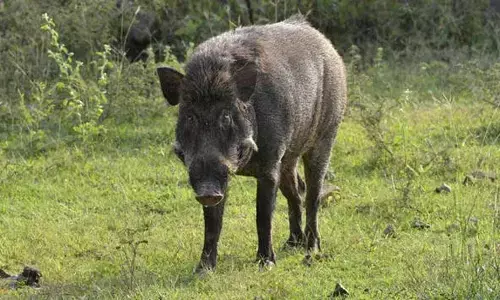 റോഡിന് കുറുകെ കാട്ടുപന്നി എടുത്തുചാടി; ഡ്യൂട്ടി കഴിഞ്ഞ് മടങ്ങുകയായിരുന്ന പോലീസുകാരന് പരിക്ക്; തോളെല്ലിന് പൊട്ടൽ; സംഭവം കോഴിക്കോട്