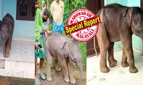 ഒരു കൊച്ച് കുഞ്ഞിനെ പോലെ സ്‌കൂൾ വരാന്തയിലൂടെ ഓടിക്കളിച്ച ആ കുഞ്ഞന്റെ മുഖം മറക്കാൻ പറ്റോ?; അന്ന് സോഷ്യൽ മീഡിയയിൽ അടക്കം ഇവനെ സനേഹത്തോടെ വാരിപ്പുണർന്നു; ഇന്ന് എല്ലാവർക്കും നൊമ്പരം സമ്മാനിച്ച് അവന്റെ മടക്കം; പുല്‍പ്പള്ളിയുടെ ഓമനയായി മാറിയ കുട്ടിയാന ചരിഞ്ഞു