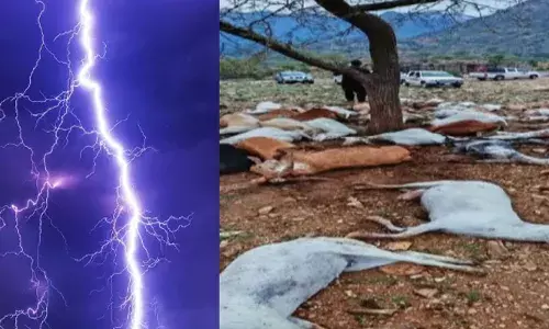 പ്രദേശത്തെ ഭീതിയിലാക്കി കാർമേഘം; മഴ തകർത്താടി തോർന്നതും മുഴുവൻ സങ്കട കാഴ്ച; മരത്തിനടിയിൽ അഭയം പ്രാപിച്ച ആടുകളെ ചത്ത നിലയിൽ കണ്ടെത്തി; ഇടിമിന്നലേറ്റതെന്ന് സംശയം