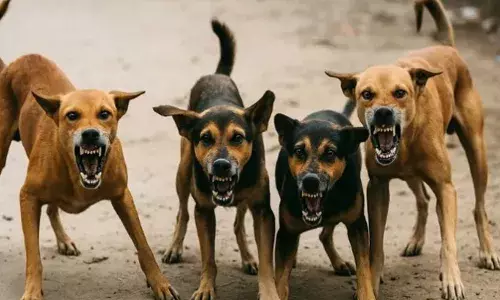 രണ്ടാമതും കടിച്ചാല്‍ തെരുവുനായ്ക്കള്‍ക്കു ജീവപര്യന്തം തടവ്; ശിക്ഷ കര്‍ശനമാക്കി ഉത്തര്‍പ്രദേശ് സര്‍ക്കാര്‍