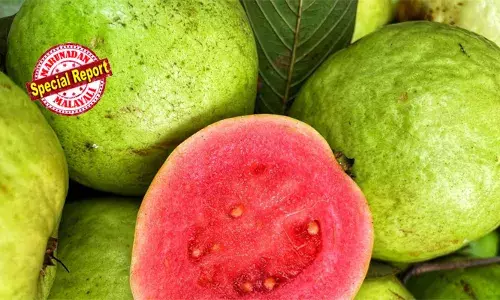 പേരയ്ക്ക ഇഷ്ടമല്ലേ? എന്നാല്‍ ഇനി കൂട്ടുകൂടാം; കരള്‍ കാന്‍സറിനോട് പൊരുതാന്‍ ഒന്നാന്തരം ഔഷധം; ഇലകളിലും പുറംതൊലിയിലും കാന്‍സറിനോട് പൊരുതുന്ന തന്മാത്രകള്‍; യുഎസിലെ ഡെലവെയര്‍ സര്‍വകലാശാലയിലെ ശാസ്ത്രജ്ഞരുടെ ഗവേഷണ റിപ്പോര്‍ട്ടില്‍ പ്രത്യാശ