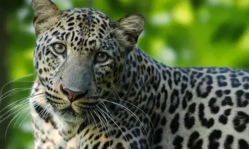 നട്ടുച്ച നേരത്ത് ഗർർർ ശബ്ദം; ഭയന്നോടി നാട്ടുകാർ; പുറത്തിറങ്ങാൻ പറ്റാത്ത അവസ്ഥ; ഒരു ആടിനെ കൊന്ന് തിന്നു; പട്ടാപ്പകലും പുലിപ്പേടിയിൽ ചുള്ളിയോട് വാസികൾ; അതീവ ജാഗ്രത