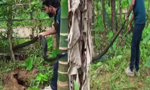 വാഴ കൈയ്യിൽ സൂക്ഷിച്ചുനോക്കിയവർ ഞെട്ടി; പത്തി വിടർത്തി കൂറ്റനൊരു അതിഥി; ഒടുവിൽ ഉഗ്രവിഷമുള്ള രാജവെമ്പാലയെ പിടികൂടിയത് ഇങ്ങനെ