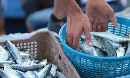 അയക്കൂറയും ആവോലിയും ഇഷ്ടംപോലെ..; ഡിമാൻഡ് പാതിയും കൊണ്ടുപോയത് നടൻ മത്തി; മീൻവിപണിയിൽ വൻ ക്ഷാമം; ചോറിന്റെ കൂടെ മത്തിക്കറി കൂട്ടാൻ ഇനി പറ്റുമോ?