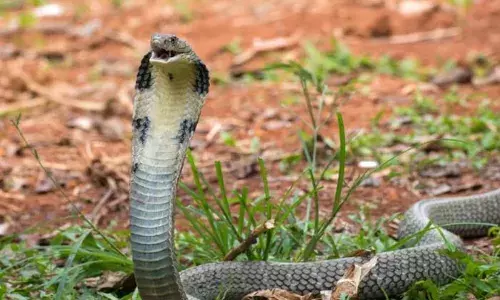 യുകെയിലെ വീടുകളില്‍ വളര്‍ത്തുന്നത് രാജവെമ്പാലയും ചെന്നായും കടുവയും പുലിയും വരെ! വെളിപ്പെടുത്തി അന്താരാഷ്ട്ര വന്യ ജീവി സംരക്ഷണ സംഘടന