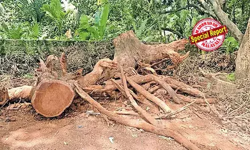മഞ്ചേരിയില്‍ സര്‍ക്കാര്‍ സ്‌കൂള്‍ വളപ്പില്‍ നിന്ന് മരം മുറിച്ചു കടത്തി; കെട്ടിടത്തിന് ഭീഷണിയായ ചുള്ളിക്കമ്പുകള്‍ മുറിച്ചതിന്റെ മറവില്‍ മരംമുറി; നടപടിയെടുക്കാതെ വിദ്യാഭ്യാസ വകുപ്പും പോലീസും; കുറ്റക്കാരെ സംരക്ഷിക്കാന്‍ നീക്കമെന്ന് ആക്ഷേപം
