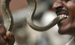 മദ്യലഹരിയിൽ കടിച്ച പാമ്പിനെ തിരിച്ചുകടിച്ചു കൊന്നു; തലമുറിച്ചു മാറ്റി സമീപത്ത് വെച്ച് കിടന്നുറങ്ങി; യുവാവ് ഗുരുതരാവസ്ഥയിൽ മദ്യലഹരിയിൽ കടിച്ച പാമ്പിനെ തിരിച്ചുകടിച്ചു കൊന്നു; തലമുറിച്ചു മാറ്റി സമീപത്ത് വെച്ച് കിടന്നുറങ്ങി; യുവാവ് ഗുരുതരാവസ്ഥയിൽ