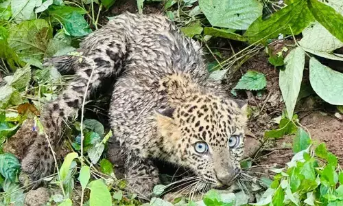വളർത്തുനായ കുരയ്ക്കുന്നത് കേട്ട് പുറത്തിറങ്ങി; മലമ്പുഴയിൽ വീടിന് സമീപം കണ്ടെത്തിയത് രണ്ടുവയസ്സുള്ള പുലിക്കുട്ടിയെ
