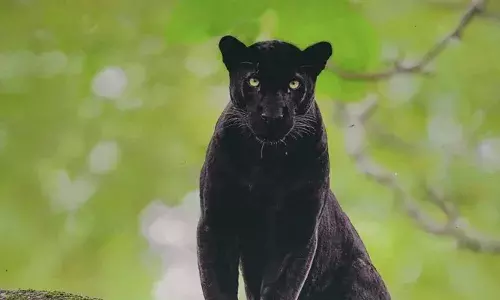 മുറ്റത്ത് ഭയാനക കാഴ്ച; ജീവനും കൊണ്ടോടി വീട്ടമ്മ; ചേനപ്പാടിയെ വീണ്ടും ഭീതിയിലാക്കി കരിമ്പുലിയിറങ്ങി; പ്രദേശത്ത് അതീവ ജാഗ്രത; പുറത്തിറങ്ങുമ്പോൾ സൂക്ഷിക്കണമെന്ന് നിർദ്ദേശം