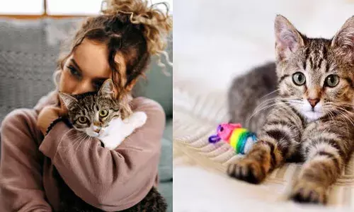 വീട്ടിലെ കുഞ്ഞനെ ഒന്ന് തലോടിയാൽ പിന്നെ കേൾക്കുന്നത് ഫ്ർർർ ശബ്ദം; പൂച്ച സാറിന്റെ മൂളലിനെക്കുറിച്ചുള്ള സങ്കീർണ്ണമായ സത്യമെന്ത്?; പഠനങ്ങൾ പറയുന്നത്