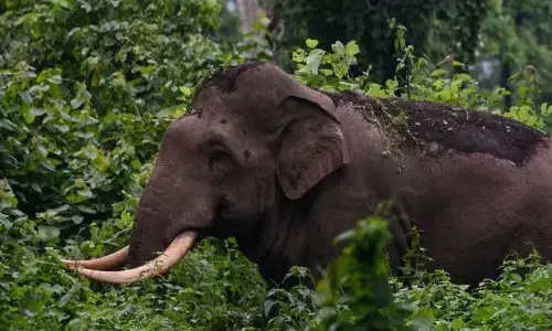 തവളപ്പാറയിൽ കാട്ടാന ഇറങ്ങി; വ്യാപക കൃഷി നാശം; പുറത്തിറങ്ങാൻ പേടിച്ച് നാട്ടുകാർ; ലക്ഷങ്ങളുടെ നഷ്ടം