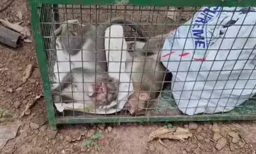 കുരങ്ങന്മാരെ കൂട്ടത്തോടെ ചത്ത നിലയിൽ കണ്ടെത്തി; വായില്‍ നിന്ന് നുരയും പതയും വന്ന് ദയനീയ അവസ്ഥ; പിന്നിലെ കാരണം ദുരൂഹം; സംഭവം പാലോട്