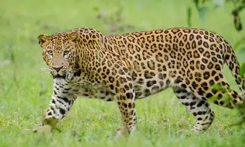 അമ്മയുടെ അടുത്ത് നിന്ന എട്ടു വയസ്സുകാരിയെ പുലി കടിച്ചുകൊണ്ടു പോയി; പിന്നാലെ ഓടി എങ്കിലും കഴുത്തിന് കടിച്ചു കൊന്നു