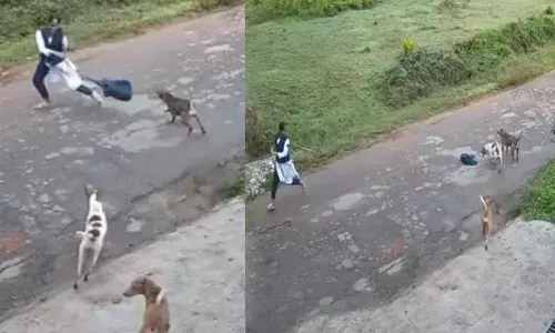 സ്കൂൾ ബാഗ് ഊരിയെറിഞ്ഞ് ശ്രദ്ധ തിരിച്ചു; പിന്നാലെ പാഞ്ഞടുത്ത തെരുവുനായ്ക്കൾ; കോഴിക്കോട് വിദ്യാർത്ഥിനി രക്ഷപ്പെട്ടത് തലനാരിഴക്ക്