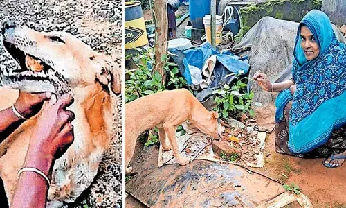 ജീവന് വേണ്ടി പിടഞ്ഞപ്പോള്‍ തൊണ്ടയില്‍ കുരുങ്ങിയ എല്ലിന്‍ കഷണം എടുത്തുമാറ്റി; വീട്ടമ്മയുടെ മുന്നില്‍ നന്ദി അര്‍പ്പിക്കാനെത്തി തെരുവുനായ