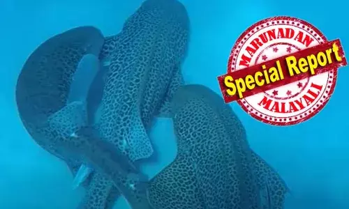 സ്രാവുകള്‍ ഇണ ചേരുന്നതിന്റെ ദൃശ്യങ്ങള്‍ പങ്ക് വെച്ച് ഒരു സംഘം ശാസ്ത്രജ്ഞര്‍; ദൃശ്യങ്ങള്‍ ചിത്രീകരിച്ച സംഭവം അപൂര്‍വ്വങ്ങളില്‍ അപൂര്‍വ്വം; ന്യൂ കാലിഡോണിയ തീരത്ത് നിന്നും പകര്‍ത്തിയ ദൃശ്യങ്ങള്‍ വൈറല്‍