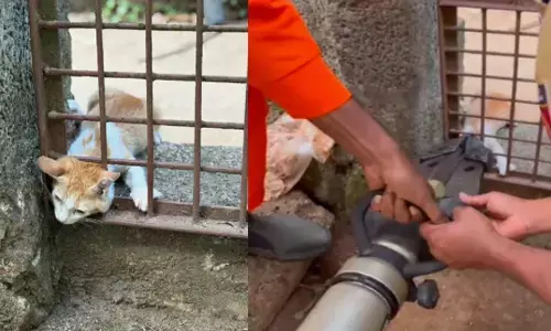 മുറ്റത്ത് കിടന്ന ഭക്ഷണം കണ്ട് ഓടിയെത്തി; ഇരുമ്പ് ഗേറ്റിൽ കുഞ്ഞന്റെ തല കുടുങ്ങി; ഒടുവിൽ വേദന കൊണ്ട് പുളഞ്ഞ പൂച്ച കുഞ്ഞിന് രക്ഷകരായി അഗ്നിരക്ഷാസേന