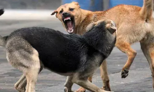 ഫോണിൽ സംസാരിച്ച് നിൽക്കവേ കുരച്ചു കൊണ്ട് എടുത്തുചാടി; ഓടിമാറാൻ പോലും പറ്റിയില്ല; ഹരിപ്പാട് തെരുവുനായ ആക്രമണം; വയോധികക്ക് പരിക്ക്; ആശുപത്രിയിൽ പ്രവേശിപ്പിച്ചു