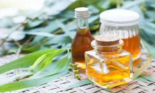 കീടങ്ങളെ അകറ്റും സുഗന്ധം..; യൂക്കാലിപ്റ്റസ് ഇലയുടെ ആരോഗ്യ ഗുണങ്ങൾ എന്തൊക്കെയെന്ന് നോക്കാം; അറിയാതെ പോകരുത് ഇതെല്ലാം