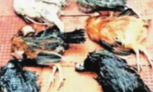 പുലർച്ചെ കോഴികളുടെ അസാധാരണ കരച്ചിൽ; കൂട് തകർത്ത് നോക്കിയപ്പോൾ ദയനീയ കാഴ്ച; എല്ലാത്തിനെയും കൂട്ടത്തോടെ കടിച്ചുകൊന്ന് തെരുവ് നായ്ക്കൾ