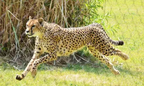 പട്ടാപ്പകല്‍ വീട്ടുമുറ്റത്തെത്തിയ പുലി കോഴിയെ പിടിച്ചു; തൊട്ടടുത്ത് കളിച്ചുകൊണ്ടിരുന്ന രണ്ട് വയസുകാരന്‍ രക്ഷപ്പെട്ടത് തലനാരിഴയ്ക്ക്