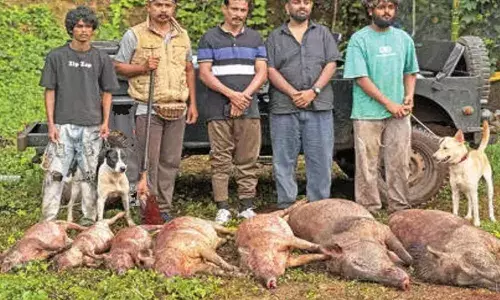 മൂത്തേടത്ത് പഞ്ചായത്തില്‍ വിള നശിപ്പിക്കാനെത്തിയ ഏഴ് കാട്ടുപന്നികളെ വെടിവെച്ചു കൊന്നു; വേട്ടയ്ക്കിറങ്ങുന്നത് പത്തോളം ഷൂട്ടര്‍മാര്‍