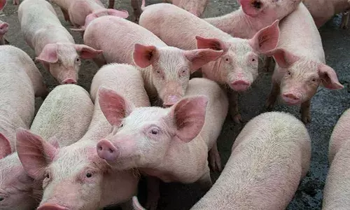 തൃശൂരിൽ ഭീതി പടർത്തി ആഫ്രിക്കൻ പന്നിപ്പനി സ്ഥിരീകരിച്ചു; ഒരു കിലോമീറ്റർ ചുറ്റളവിൽ അതീവ ജാഗ്രത; ഇറച്ചി വിതരണത്തിനും കർശന നിയന്ത്രണം