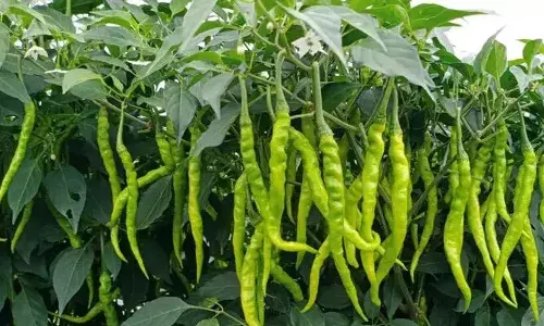 അടുക്കളയിൽ ഇവൻ ഇല്ലാതെ ഒരു കാര്യവും നടക്കില്ല; ഫ്രിഡ്ജ് തുറന്നാലും കണികാണും; പച്ചമുളക് കേടുവരാതിരിക്കാൻ ശ്രദ്ധിക്കേണ്ട കാര്യങ്ങൾ അറിയാം..