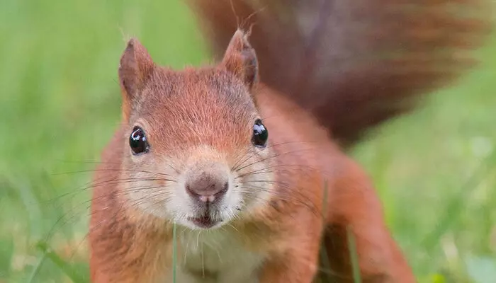 യുഎസിലും ലോക എഫക്ട്; ഭീതി പടർത്തി രക്തദാഹിയായ അണ്ണാൻ; കണ്ടാൽ മുഖം പൊത്തണം; ഇല്ലെങ്കിൽ ജീവന് തന്നെ ഈ ഭീകരൻ ഭീഷണിയാകും; ജനങ്ങൾക്ക് ജാഗ്രത നിദ്ദേശവുമായി അധികൃതർ യുഎസിലും ലോക എഫക്ട്; ഭീതി പടർത്തി രക്തദാഹിയായ അണ്ണാൻ; കണ്ടാൽ മുഖം പൊത്തണം; ഇല്ലെങ്കിൽ ജീവന് തന്നെ ഈ ഭീകരൻ ഭീഷണിയാകും; ജനങ്ങൾക്ക് ജാഗ്രത നിദ്ദേശവുമായി അധികൃതർ