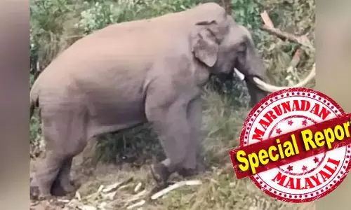 നടപ്പും ശരീരഭാഷയുമൊക്കെ കണ്ടിട്ട് രജനി ഫാന്‍സുകാര്‍ ആരോ പടയപ്പ എന്ന് വിളിച്ചു; ആദ്യം ശാന്തനായി മൂന്നാറുകാരുടെ മനസ്സ് കീഴടക്കിയ പടയപ്പ ഇപ്പോള്‍ പരാക്രമി; അഞ്ചാംമൈലിലെ വഴിയോരക്കടകളും വാഹനങ്ങളും തകര്‍ത്ത് വീണ്ടും ഭീതി പടര്‍ത്തി ആ കാട്ടാന; ജനവാസ മേഖല വിടാത്തത് ആശങ്കയാകുന്നു; മൂന്നാറില്‍ വീണ്ടും പടയപ്പ ഭയം