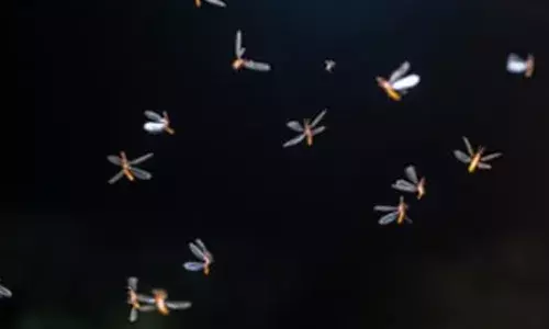 മഴയുള്ള രാത്രികളിൽ ബൾബിന്റെ വെളിച്ചത്തിൽ ഇവന്മാർ വട്ടമിട്ട് പറക്കും; ഇനി ഈയലിനെ തുരത്താൻ ഇങ്ങനെ ചെയ്താൽ മതി; അറിയാം..