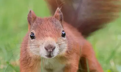 യുഎസിലും ലോക എഫക്ട്; ഭീതി പടർത്തി രക്തദാഹിയായ അണ്ണാൻ; കണ്ടാൽ മുഖം പൊത്തണം; ഇല്ലെങ്കിൽ ജീവന് തന്നെ ഈ ഭീകരൻ ഭീഷണിയാകും; ജനങ്ങൾക്ക് ജാഗ്രത നിദ്ദേശവുമായി അധികൃതർ