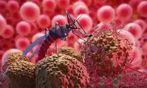 മലപ്പുറത്ത് ഒരു കുടുംബത്തിലെ മൂന്ന് പേര്‍ക്ക് മലമ്പനി സ്ഥിരീകരിച്ചു; രോഗികളില്‍ ഒരാള്‍ ഏഴ് വയസ്സുകാരന്‍; പ്രദേശത്ത് വ്യാപക പരിശോധനയും ബോധവല്‍ക്കരണ പ്രവര്‍ത്തനങ്ങളും ആരംഭിച്ച് ആരോഗ്യ വകുപ്പ്