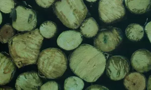 അകലക്കുന്നം ക്ടാക്കുഴിയിലെ പ്ലൈവുഡ് ഫാക്ടറി പരിസ്ഥിതി മലിനീകരണം നടത്തുന്നതായി പരാതി; നടപടി എടുക്കണമെന്നാവശ്യപ്പെട്ട് പ്രകൃതി സംരക്ഷണ സമിതി