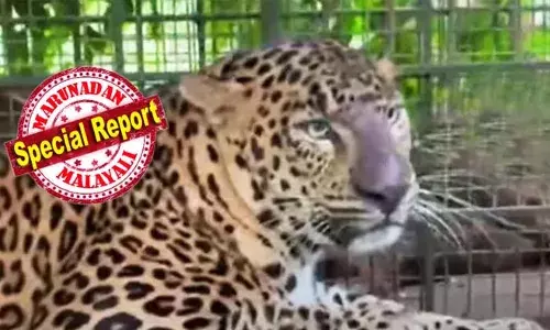 വയനാട് ചീരാലില്‍ വളര്‍ത്തു മൃഗങ്ങളെ ആക്രമിച്ച പുലി കൂട്ടിലായി; കുടുങ്ങിയത് രണ്ട് വയസുള്ള ആണ്‍പുലി;  മാസങ്ങളായി ചീരാലിലും പരിസരപ്രദേശങ്ങളിലും വന്യജീവി ആക്രമണം തുടര്‍ക്കഥ;  ജനങ്ങളുടെ ജീവനും സ്വത്തിനും സംരക്ഷണം നല്‍കാന്‍ അടിയന്തര ഇടപെടല്‍ വേണമെന്ന് നാട്ടുകാര്‍