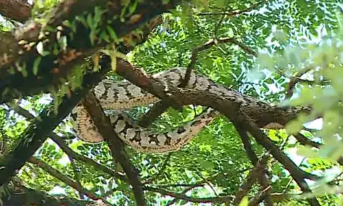 എറണാകുളം നഗരമധ്യത്തിലെ മരത്തില്‍ കൂറ്റൻ പെരുമ്പാമ്പ്; ഒഴുക്കിൽപ്പെട്ട് എത്തിയതാവാമെന്ന് പ്രാഥമിക നിഗമനം