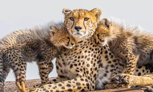 ഇനി വേഗതയുടെ രാജാവിനെ കാണാൻ അങ്ങ് ആഫ്രിക്കൻ ഭൂഖണ്ഡം വരെ പോകണ്ട..; ഇന്ത്യയിലെ ആദ്യത്തെ ചീറ്റ സഫാരിക്ക് മധ്യപ്രദേശിലെ കുനോ ദേശീയോദ്യാനത്തിൽ തുടക്കം; ത്രില്ലിൽ സഞ്ചാരികൾ