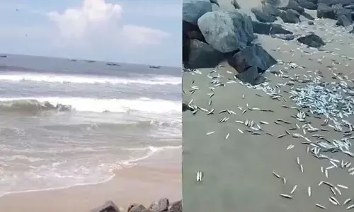 പയ്യാമ്പലം തീരത്ത് മത്തിയുടെ ചാകര; കൈനിറയെ വാരിയെടുക്കാന്‍ ഓടിയെത്തി ജനക്കൂട്ടം; പലരും മടങ്ങിയത് സഞ്ചികളില്‍ നിറയെ മത്തിയുമായി