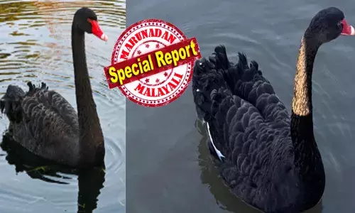 ആളുകൾ ഒന്ന് കൂടിയാൽ ഭയങ്കര ഗമ; വെള്ളത്തിലൂടെ പതിയെ നീങ്ങി സ്റ്റൈൽ; കാഴ്ചക്കാരെ കൈയ്യിലെടുക്കാനും ഇവൻ ബെസ്റ്റാ; പക്ഷെ..ആശാന്റെ വീക്നെസ് മറ്റൊന്ന്; റെഗ്ഗി ആള് ചില്ലറക്കാരനല്ല